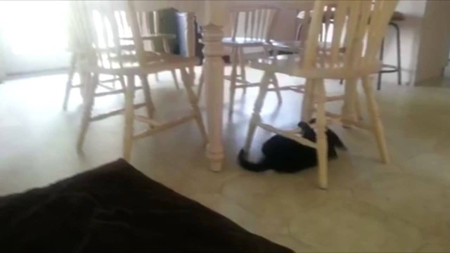 Ох уж эти коты