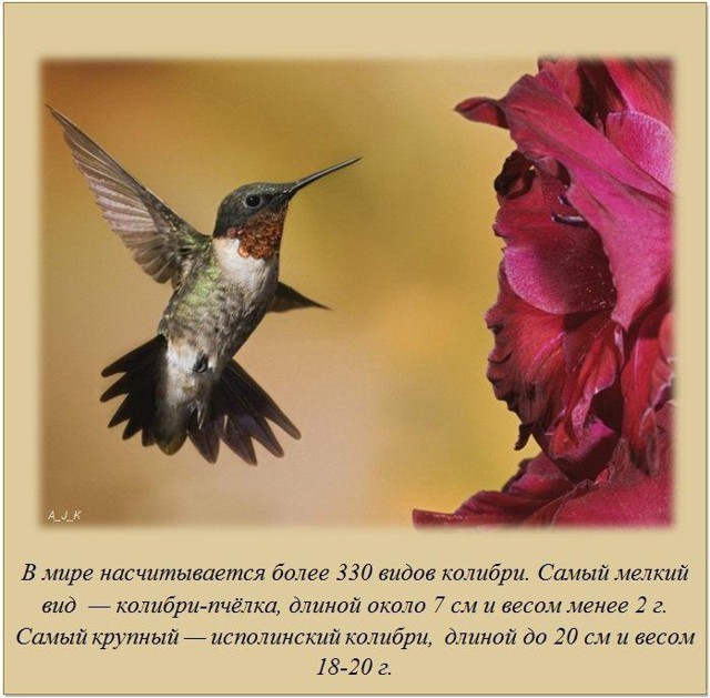 Интересные факты о разном, часть 5