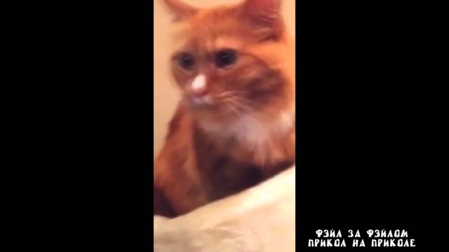 Реакция кота на скотч