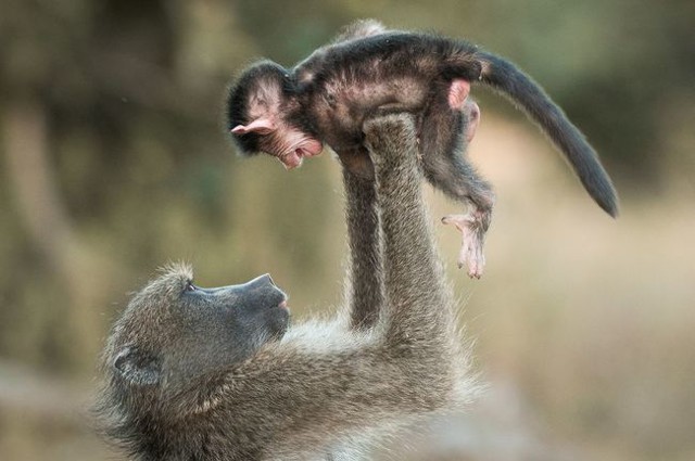  Забавные доказательства, что люди являются родственниками обезьян