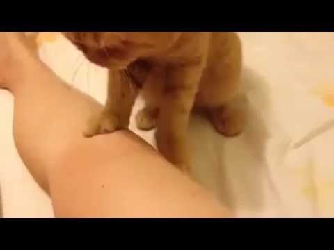 Кото-массаж