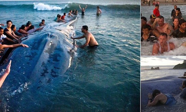  Как 50 человек пытались вернуть в море, выбросившегося на берег кита