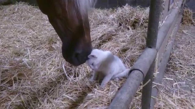 Кошка забралась в стойло, и Вы не поверите тому, что произошло