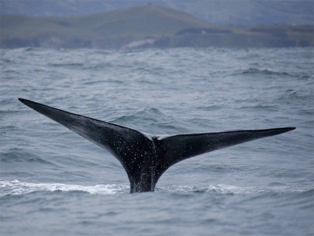 На грани жизни и смерти