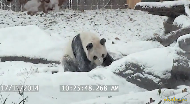 Панда, радующаяся первому снегу 