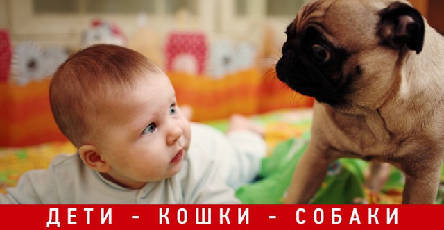 Дети кошки и собаки. Друзья навсегда