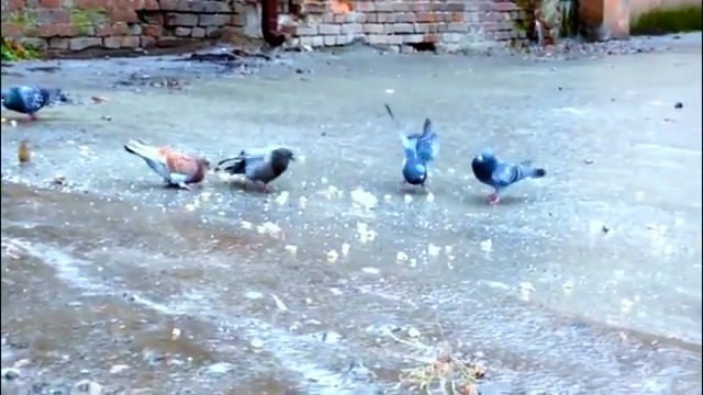 Голуби на льду.