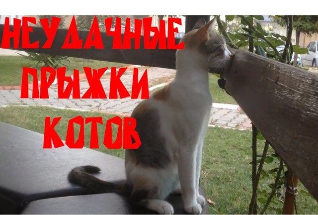 Неудачные прыжки котов 