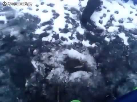 Норка ловит рыбу вместе с рыбаком 