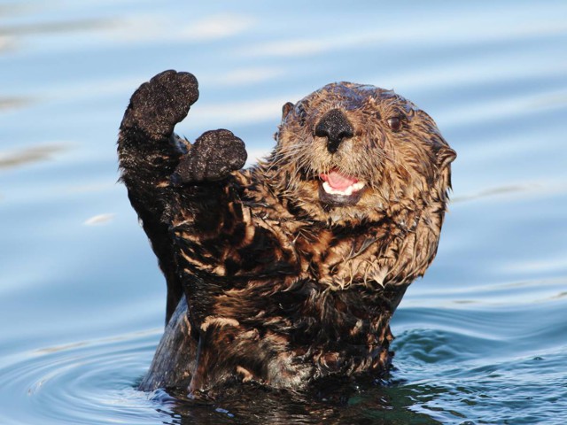 Морские выдры — удивительно умные и очаровательные животные