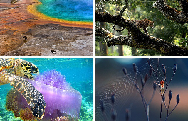 Лучшие работы победителей фотоконкурса Общества биологии