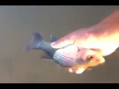 Рыбка не хочет уплывать 