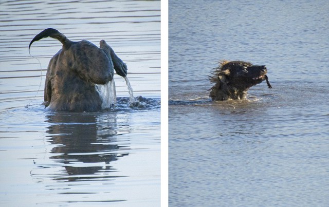 Хитрая гиена