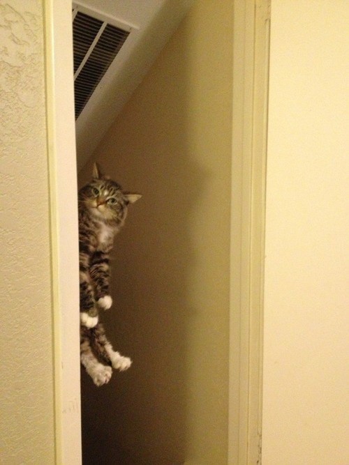 Коты - насколько же это сложные и непонятные существа!