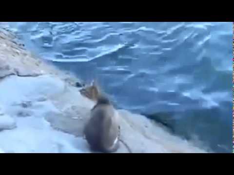 Удачная рыбалка у кошки