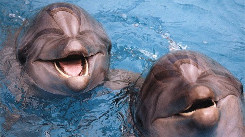 Трогательные истории животных, спасших жизнь людям