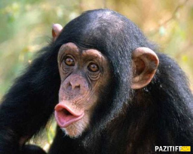 В Нью-Йорке суд отказался признать шимпанзе личностью