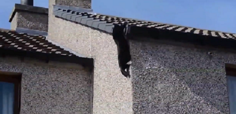 Коты скалолазы  