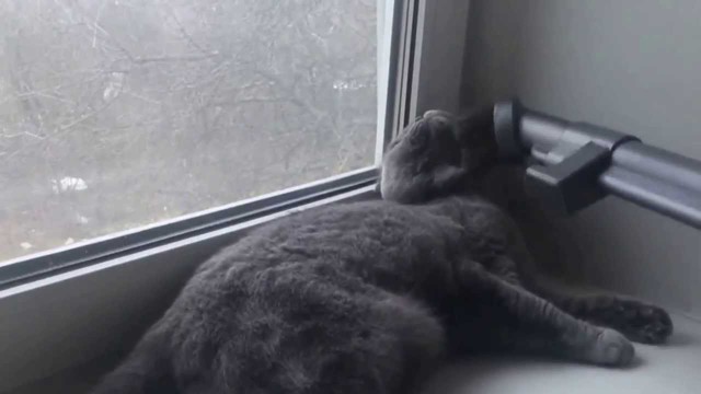 Кот и пылесос