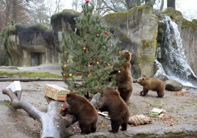 Рождественское кормление мишек