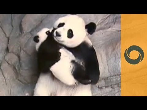 Мама-панда увидела своих детенышей после разлуки
