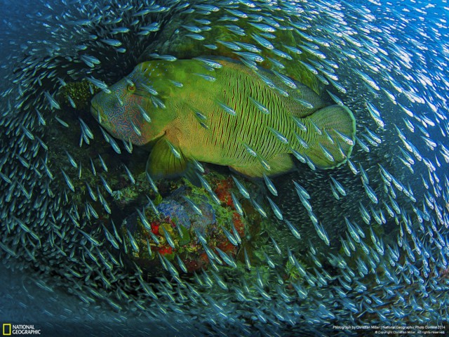 Лучшие фотографии National Geographic 2014