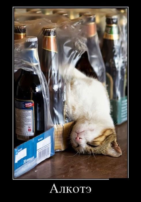 Демотиваторы