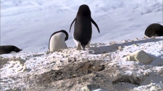  Хитрый пингвин