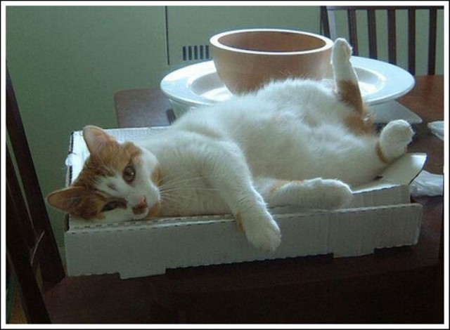 За что коты любят пиццу  