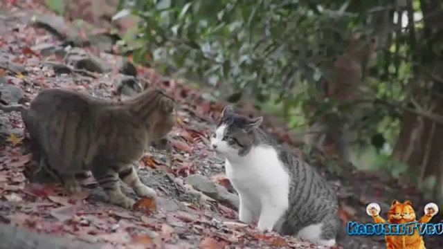 Подборка видео юмора и приколов