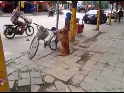 Собака охраняла велосипед, но то, что она сделала дальше, вызвало бурн