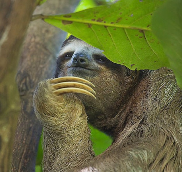 18 фотографий, которые доказывают, что ленивцы – милашки