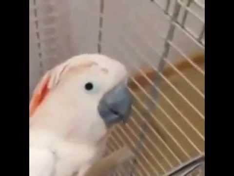  Смешной попугай