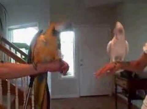 Эти два попугая устроили настоящий танцевальный батл. Это так уморител