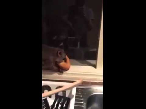 Наглый зверек