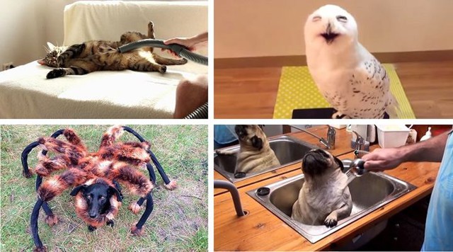 Животные, которые «взорвали» интернет в 2014 году