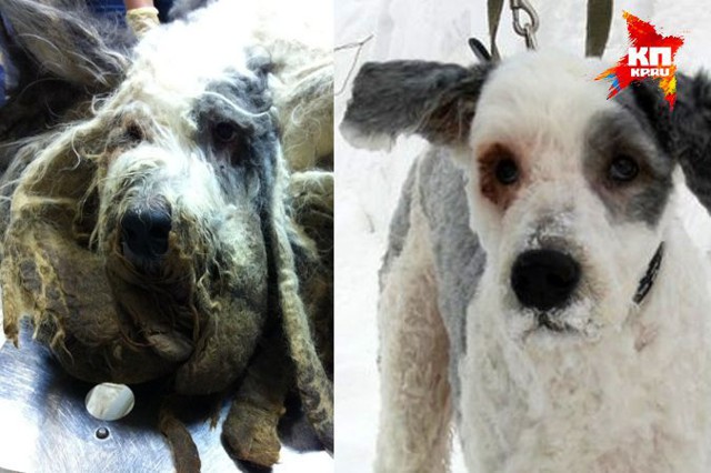 Беда собачья