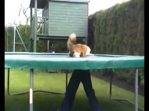 Кошка играется на батуте 