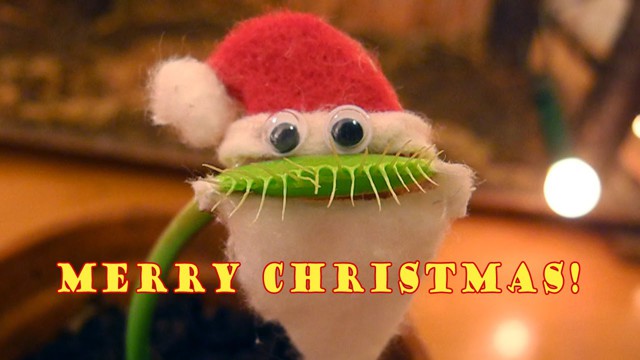 Новогодний хищный цветок