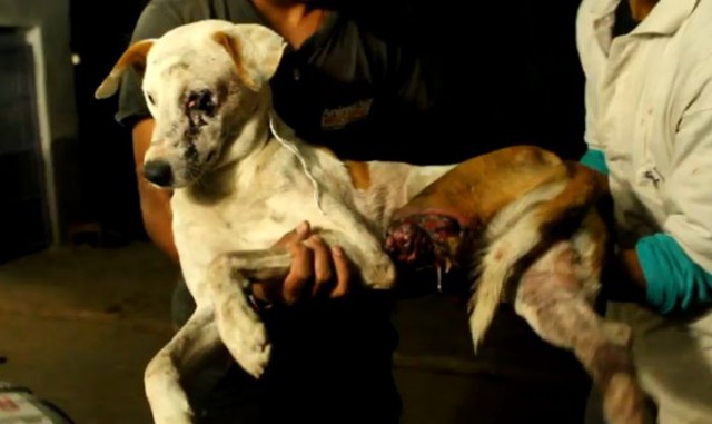 Спасение бездомной собаки в Индии 