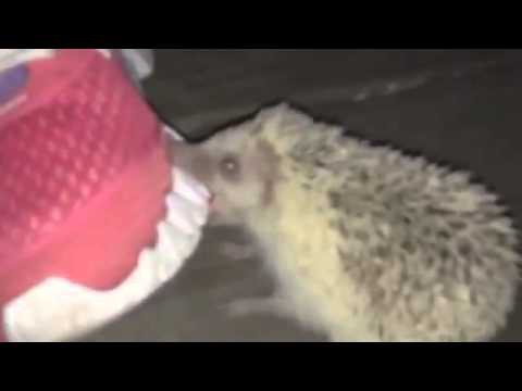 Самый злой ежик на свете