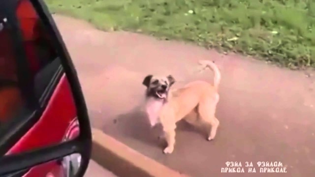 Преданная собака бежала  за хозяином который попал в скорую помощь