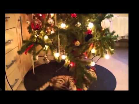 Кот валит елку в Новый Год! 
