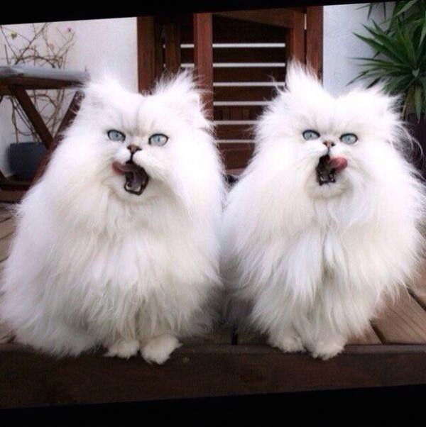 "Синхронизация прошла успешно"