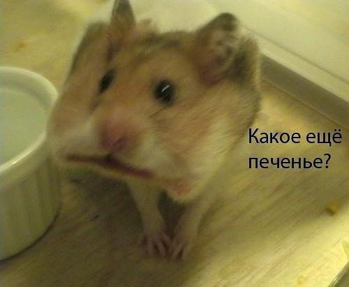Хомячки