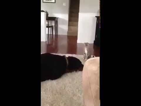 Смешной кот