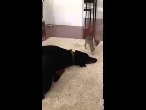  Смешной кот