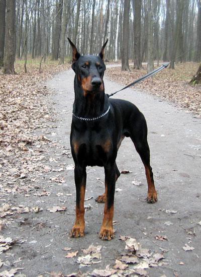Доберман "Рембо" 