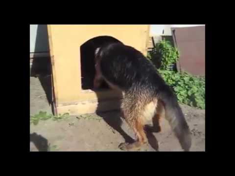 Упрямый пёс