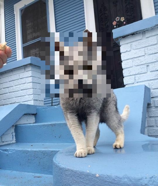 Уличный зверюга